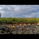 Savelletri di Fasano — Antica masseria lato mare con terrazzo vista Adriatico, due lamie e 36.000 mq di ulivi secolari e agrumeto.