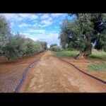 Savelletri di Fasano — Antica masseria lato mare con terrazzo vista Adriatico, due lamie e 36.000 mq di ulivi secolari e agrumeto.