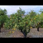 Savelletri di Fasano — Antica masseria lato mare con terrazzo vista Adriatico, due lamie e 36.000 mq di ulivi secolari e agrumeto.
